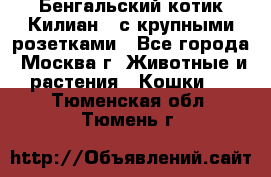 Бенгальский котик Килиан , с крупными розетками - Все города, Москва г. Животные и растения » Кошки   . Тюменская обл.,Тюмень г.